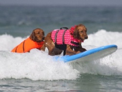 Pet Bathing Suit Life Jacket For Dog Safe to Swim(XXS)
